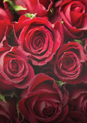Roses rouges, symbole de notre amour